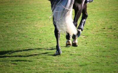 Blades of Glory: The Green & Springy Grass Fields of Blenheim EquiSports