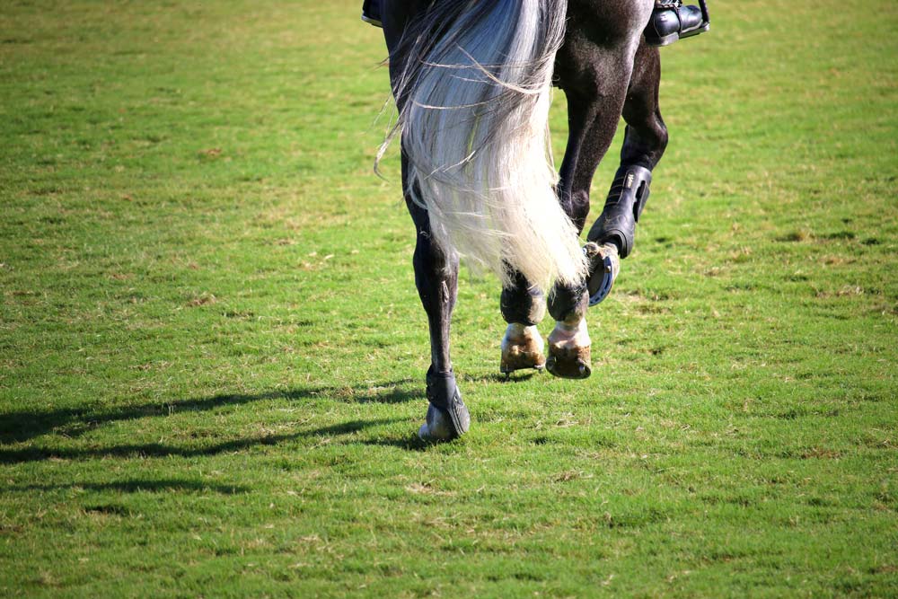 blenheim grass fields with horse