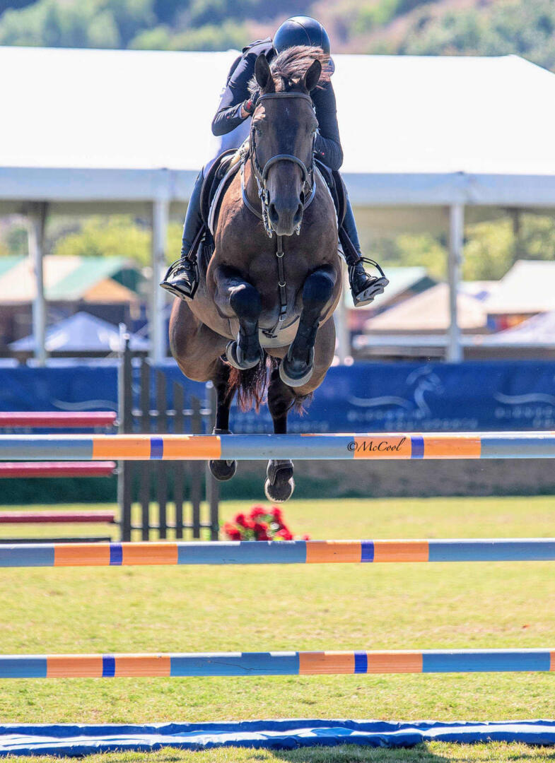 7 year old horse jumping